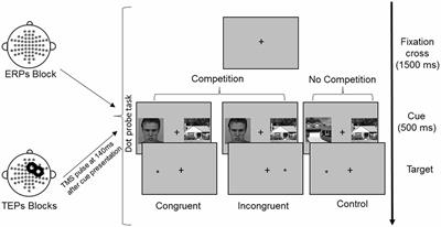 FEF Excitability in Attentional Bias: A TMS-EEG Study